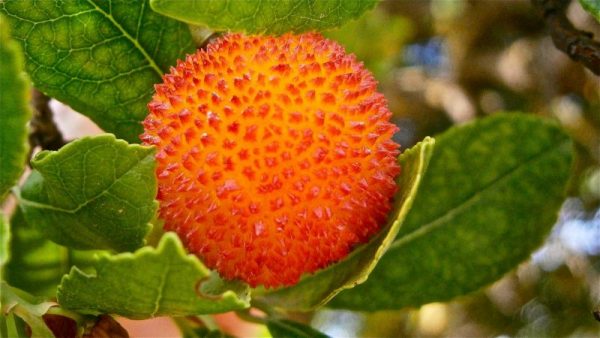 El Madroño Características hábitat cuidados Fruto árbol