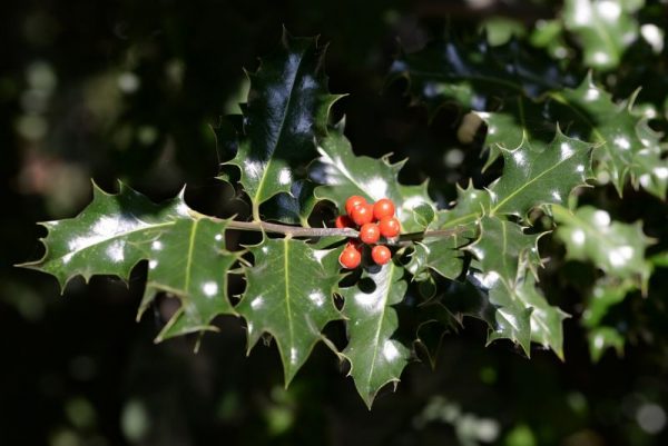 El acebo Características cuidados hábitat Planta árbol