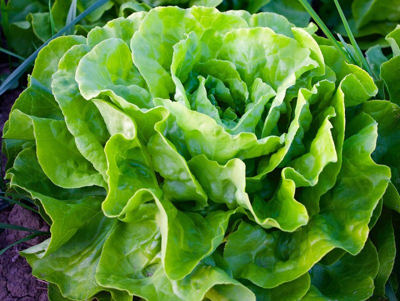 La Lechuga Caracter sticas Beneficios Cultivo Propiedades