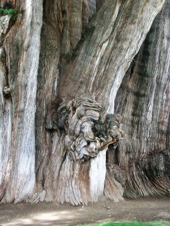 Ahuehuete Características usos hábitat reproducción cuidados Árbol