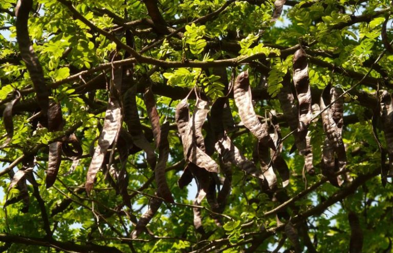 Algarrobo Caracter Sticas Beneficios Propiedades Usos Rbol Planta