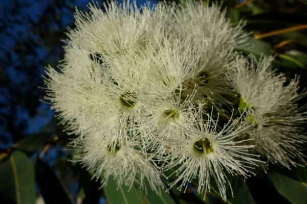 Eucalipto Caracter Sticas H Bitat Propiedades Rbol Planta Medicinal