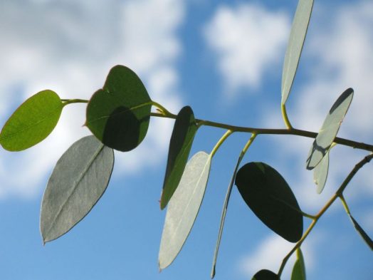 Eucalipto Caracter Sticas H Bitat Propiedades Rbol Planta Medicinal