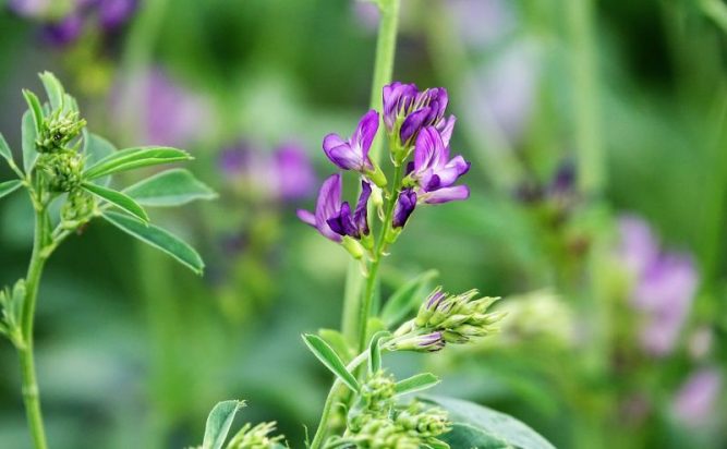 Alfalfa Caracter Sticas Usos Propiedades Origen Planta