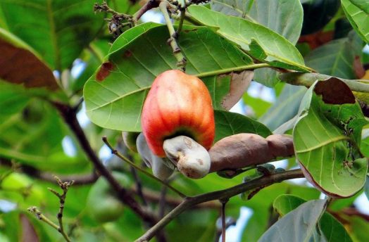 Anacardo Caracter Sticas Propiedades Beneficios Cultivo Rbol Fruto