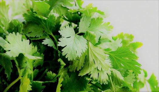 Cilantro Características origen usos cultivo beneficios propiedades