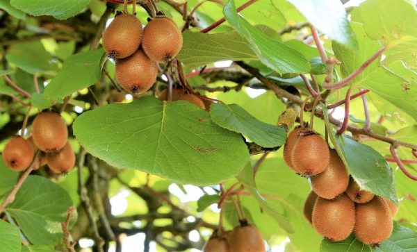 Actinidia deliciosa Características cultivo propiedades beneficios