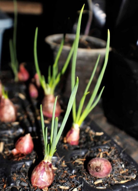 Chalota Qu Es Caracter Sticas Usos Cultivo En La Gastronom A