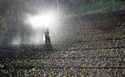 Fertilizantes Qué son usos clasificación orgánicos químicos Plantas