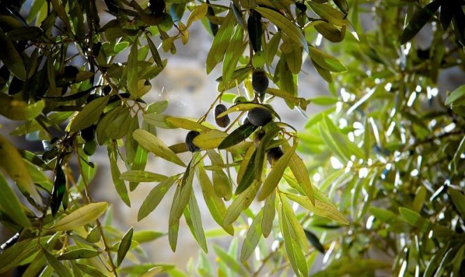 Olea europaea Características fruto cuidados clima Árbol