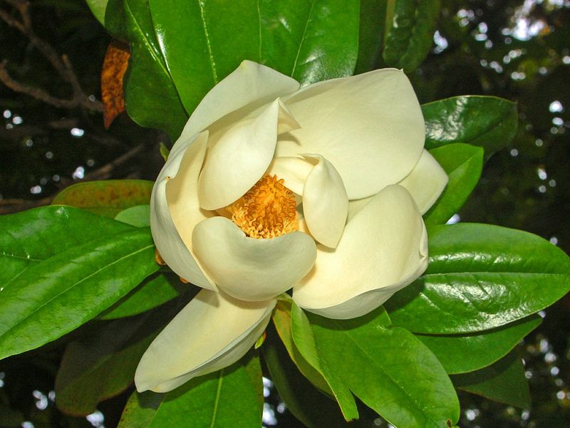 La magnolia grandiflora | Origen, cuidados, características