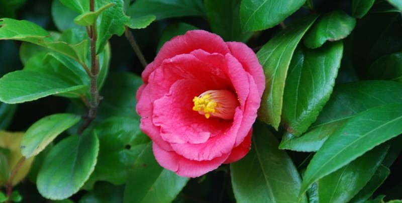 Camellia japónica | Características, cuidados, usos, aceite