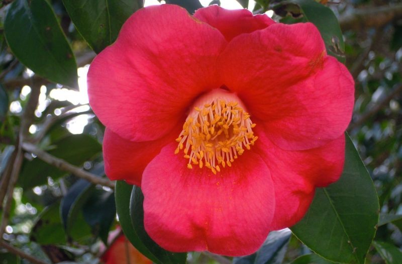 Camellia japónica | Características, cuidados, usos, aceite
