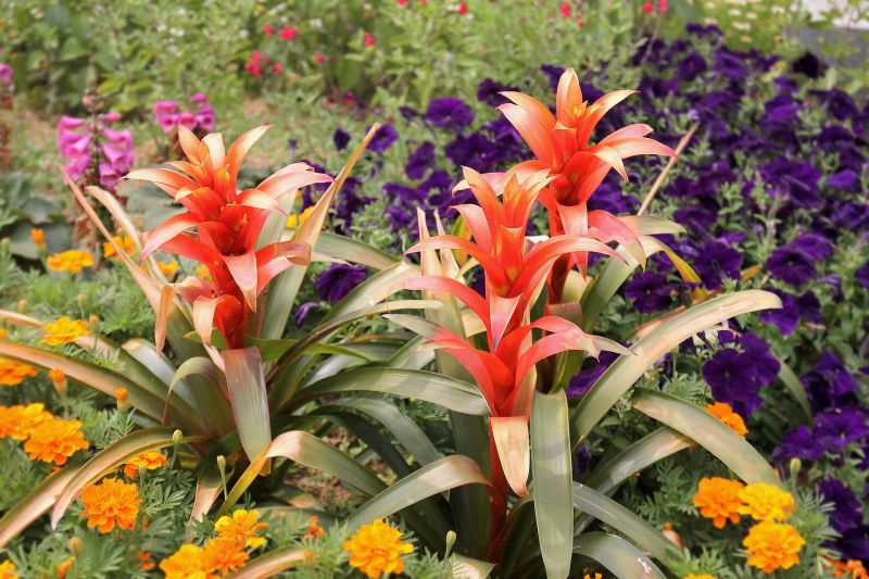 Guzmania Cuidados Caracteristicas Planta Flor