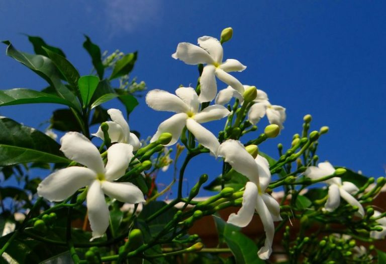 Jazm N Caracter Sticas Cuidados Aroma Beneficios Planta Flor