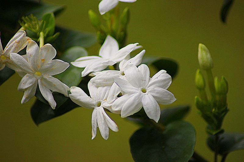 Jazmín | Características, cuidados aroma, beneficios | Planta, flor