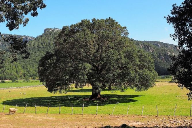 Alcanfor | Qué es, características, propiedades, medicinal | Árbol de