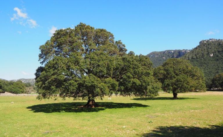 Alcanfor | Qué es, características, propiedades, medicinal | Árbol de