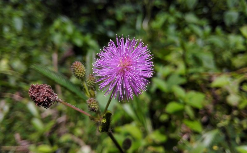 Flor de Jamaica | Características, tipos, cultivo, usos, hábitat | Arbusto