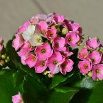 Kalanchoe