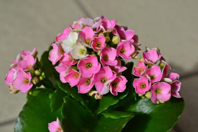 Kalanchoe Caracter Sticas Cuidados Propiedades Beneficios Planta