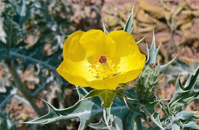 Cardo santo | Características, cultivo, usos, propiedades | Planta medicinal