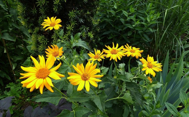 Arnica Caracteristicas Propiedades Aplicaciones Aceite Crema