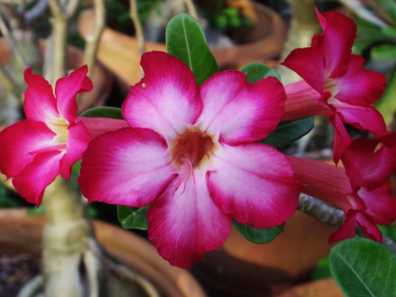 Rosa del desierto | Características, origen, cuidados | Planta, flor,  arbusto
