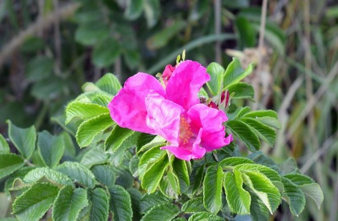 Rosa mosqueta Características cultivo usos aceite Flor planta