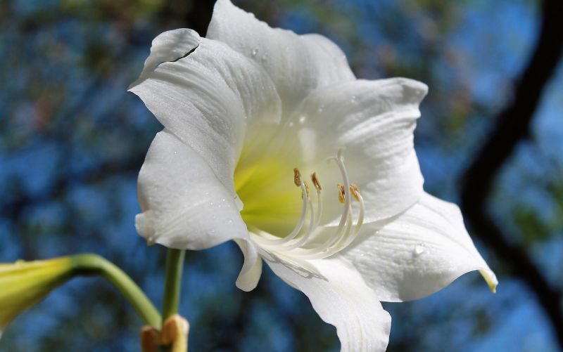 Amarilis | Características, cultivo, cuidados, conservación | Flor, planta