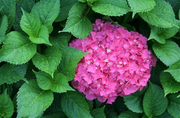 Plantas De Exterior Para Todo El Año Resistentes Al Sol Y Al Frio Flores 3753