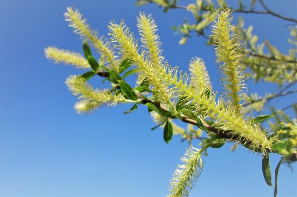 Salix alba | Características, hábitat, reproducción, uso medicinal | Árbol