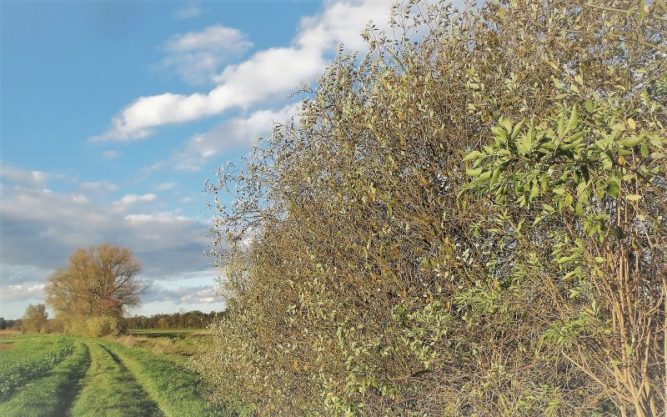 Salix alba Características hábitat reproducción uso medicinal Árbol