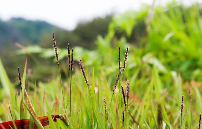 Zoysia japonica | Características, variedades, uso, historia | Cesped