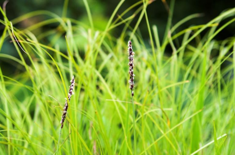 Zoysia japonica | Características, variedades, uso, historia | Cesped