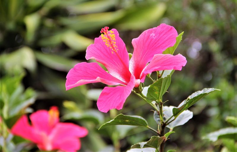 Flor de Jamaica | Características, tipos, cultivo, usos, hábitat | Arbusto
