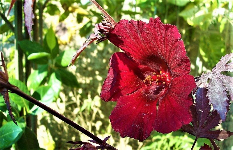 Flor de Jamaica | Características, tipos, cultivo, usos, hábitat | Arbusto