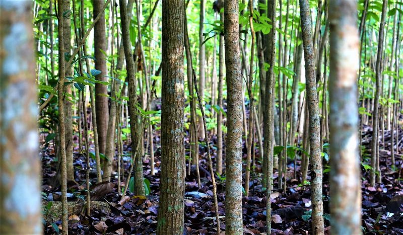 PROFEPA on X: 🌳🌍 La caoba es un árbol de gran importancia ecológica y  cultural en el territorio nacional. Descubre más sobre sus características  y distribución🔍 👇🏾  / X