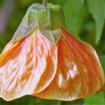 Abutilon