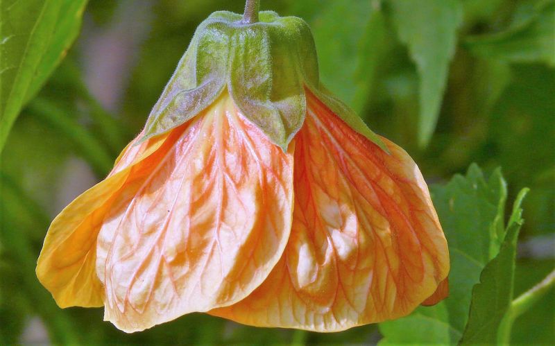 Abutilon